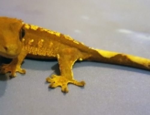 The Tale Of The Gecko Tail