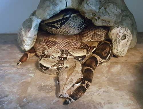 Charlie & Edna Second Time Breeding