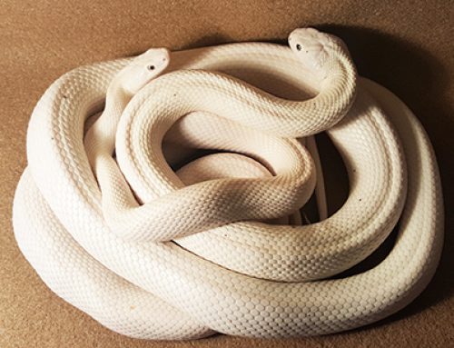 Casper and Pearl
