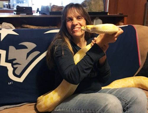 How to Conquer your Fear of Snakes