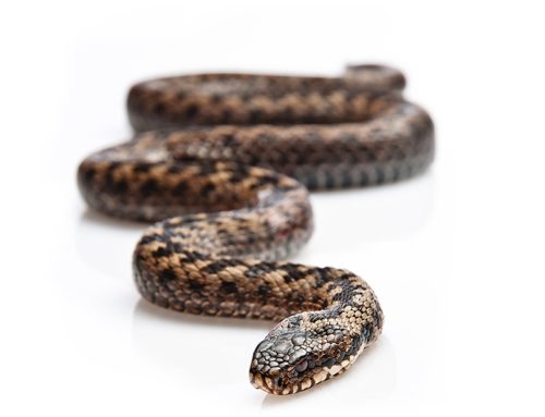 Snake Locomotion