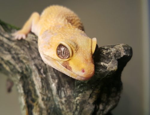 What it takes to be a reptile owner
