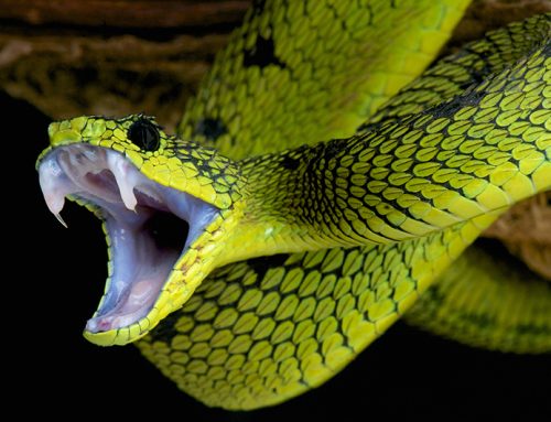 How Natures Deadliest are Actually Saving Lives!
