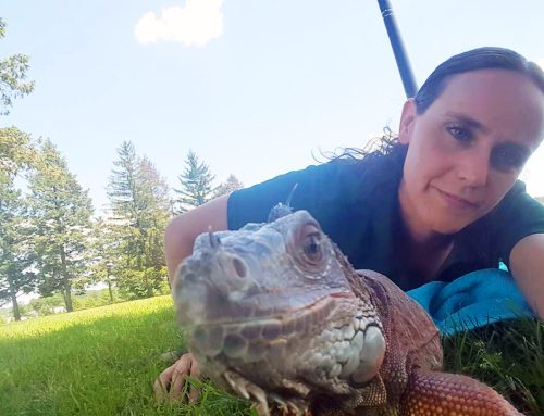 Iguanas on the Brink
