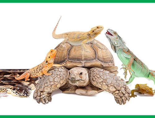 Reptiles are not Christmas Gifts