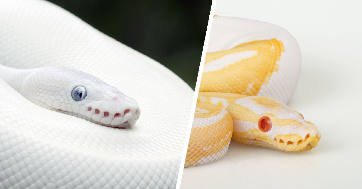 Leucistic VS Albino Reptiles